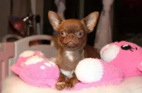 Poncho, a male Chihuahua for sale in San Jose, CA – Photo 3 of 9