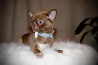 Poncho, a male Chihuahua for sale in San Jose, CA – Photo 6 of 9