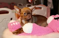 Poncho, a male Chihuahua for sale in San Jose, CA – Photo 1 of 9