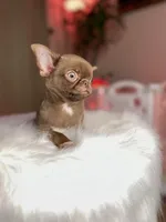 Poncho, a male Chihuahua for sale in San Jose, CA – Photo 7 of 9