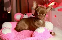 Poncho, a male Chihuahua for sale in San Jose, CA – Photo 2 of 9