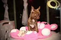 Poncho, a male Chihuahua for sale in San Jose, CA – Photo 5 of 9