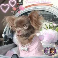 Iris, a female Chihuahua for sale in San Jose, CA – Photo 3 of 5