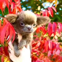 Iris, a female Chihuahua for sale in San Jose, CA – Photo 5 of 5