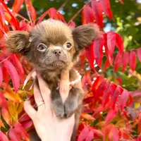 Iris, a female Chihuahua for sale in San Jose, CA – Photo 4 of 5