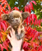 Iris, a female Chihuahua for sale in San Jose, CA – Photo 4 of 5