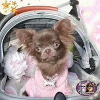 Iris, a female Chihuahua for sale in San Jose, CA – Photo 1 of 5