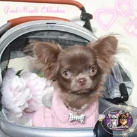 Iris, a female Chihuahua for sale in San Jose, CA – Photo 2 of 5