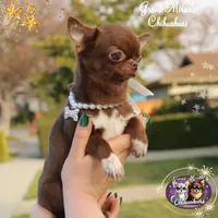 Jelly, a male Chihuahua for sale in San Jose, CA – Photo 1 of 10