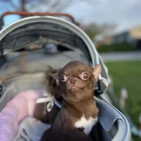 Jelly, a male Chihuahua for sale in San Jose, CA – Photo 5 of 10