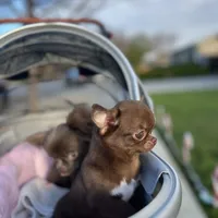Jelly, a male Chihuahua for sale in San Jose, CA – Photo 7 of 10