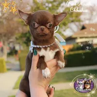 Jelly, a male Chihuahua for sale in San Jose, CA – Photo 4 of 10