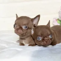 Jelly, a male Chihuahua for sale in San Jose, CA – Photo 9 of 10