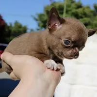 Jelly, a male Chihuahua for sale in San Jose, CA – Photo 10 of 10