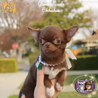 Jelly, a male Chihuahua for sale in San Jose, CA – Photo 2 of 10