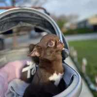 Jelly, a male Chihuahua for sale in San Jose, CA – Photo 3 of 10
