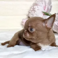 Jelly, a male Chihuahua for sale in San Jose, CA – Photo 8 of 10