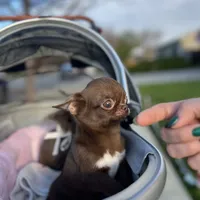 Jelly, a male Chihuahua for sale in San Jose, CA – Photo 6 of 10