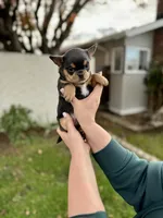 Lucas, a male Chihuahua for sale in San Jose, CA – Photo 4 of 4