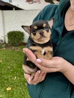 Lucas, a male Chihuahua for sale in San Jose, CA – Photo 2 of 4