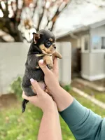 Lucas, a male Chihuahua for sale in San Jose, CA – Photo 3 of 4