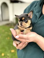 Lucas, a male Chihuahua for sale in San Jose, CA – Photo 1 of 4