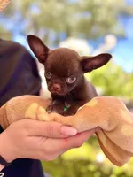 Einstein, a male Chihuahua for sale in San Jose, CA – Photo 3 of 9