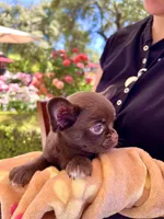 Einstein, a male Chihuahua for sale in San Jose, CA – Photo 7 of 9