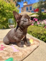 Einstein, a male Chihuahua for sale in San Jose, CA – Photo 4 of 9