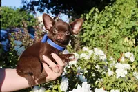 Einstein, a male Chihuahua for sale in San Jose, CA – Photo 1 of 9