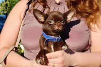 Einstein, a male Chihuahua for sale in San Jose, CA – Photo 5 of 9
