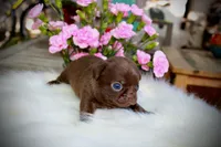 Einstein, a male Chihuahua for sale in San Jose, CA – Photo 9 of 9