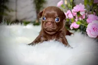 Einstein, a male Chihuahua for sale in San Jose, CA – Photo 8 of 9