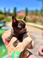 Einstein, a male Chihuahua for sale in San Jose, CA – Photo 6 of 9