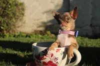 Risha, a female Chihuahua for sale in San Jose, CA – Photo 6 of 7