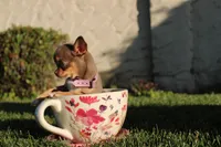 Risha, a female Chihuahua for sale in San Jose, CA – Photo 2 of 7