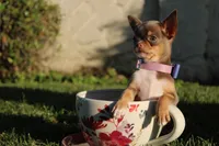 Risha, a female Chihuahua for sale in San Jose, CA – Photo 3 of 7