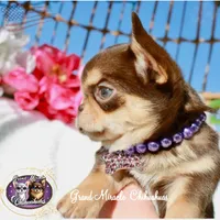 Snickers, a male Chihuahua for sale in San Jose, CA – Photo 2 of 5