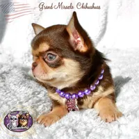 Snickers, a male Chihuahua for sale in San Jose, CA – Photo 1 of 5