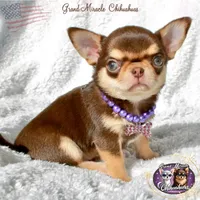 Snickers, a male Chihuahua for sale in San Jose, CA – Photo 4 of 5