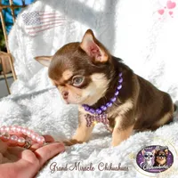 Snickers, a male Chihuahua for sale in San Jose, CA – Photo 3 of 5