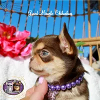 Snickers, a male Chihuahua for sale in San Jose, CA – Photo 5 of 5