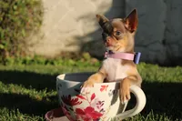 Risha, a female Chihuahua for sale in San Jose, CA – Photo 3 of 10