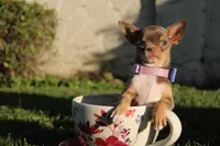 Risha, a female Chihuahua for sale in San Jose, CA – Photo 10 of 10