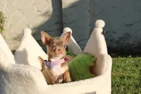 Risha, a female Chihuahua for sale in San Jose, CA – Photo 4 of 10