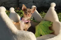 Risha, a female Chihuahua for sale in San Jose, CA – Photo 8 of 10