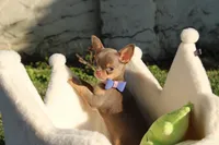 Risha, a female Chihuahua for sale in San Jose, CA – Photo 9 of 10