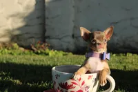 Risha, a female Chihuahua for sale in San Jose, CA – Photo 2 of 10