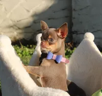 Risha, a female Chihuahua for sale in San Jose, CA – Photo 1 of 10
