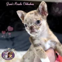 Mona Lisa, a female Chihuahua for sale in San Jose, CA – Photo 2 of 5